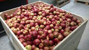 Apple Cold Room