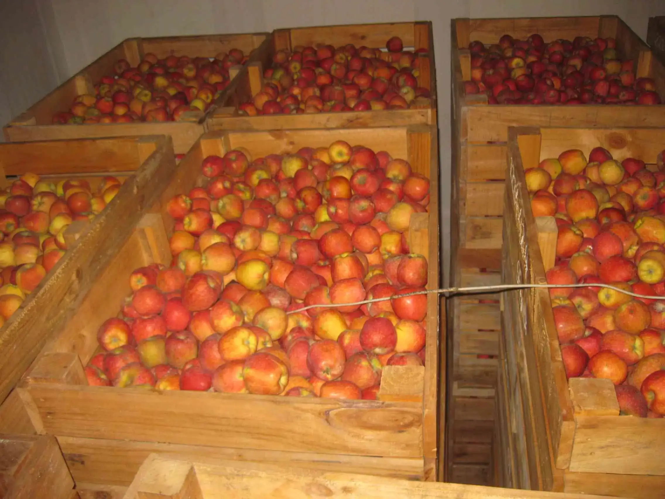 Apple Bulk