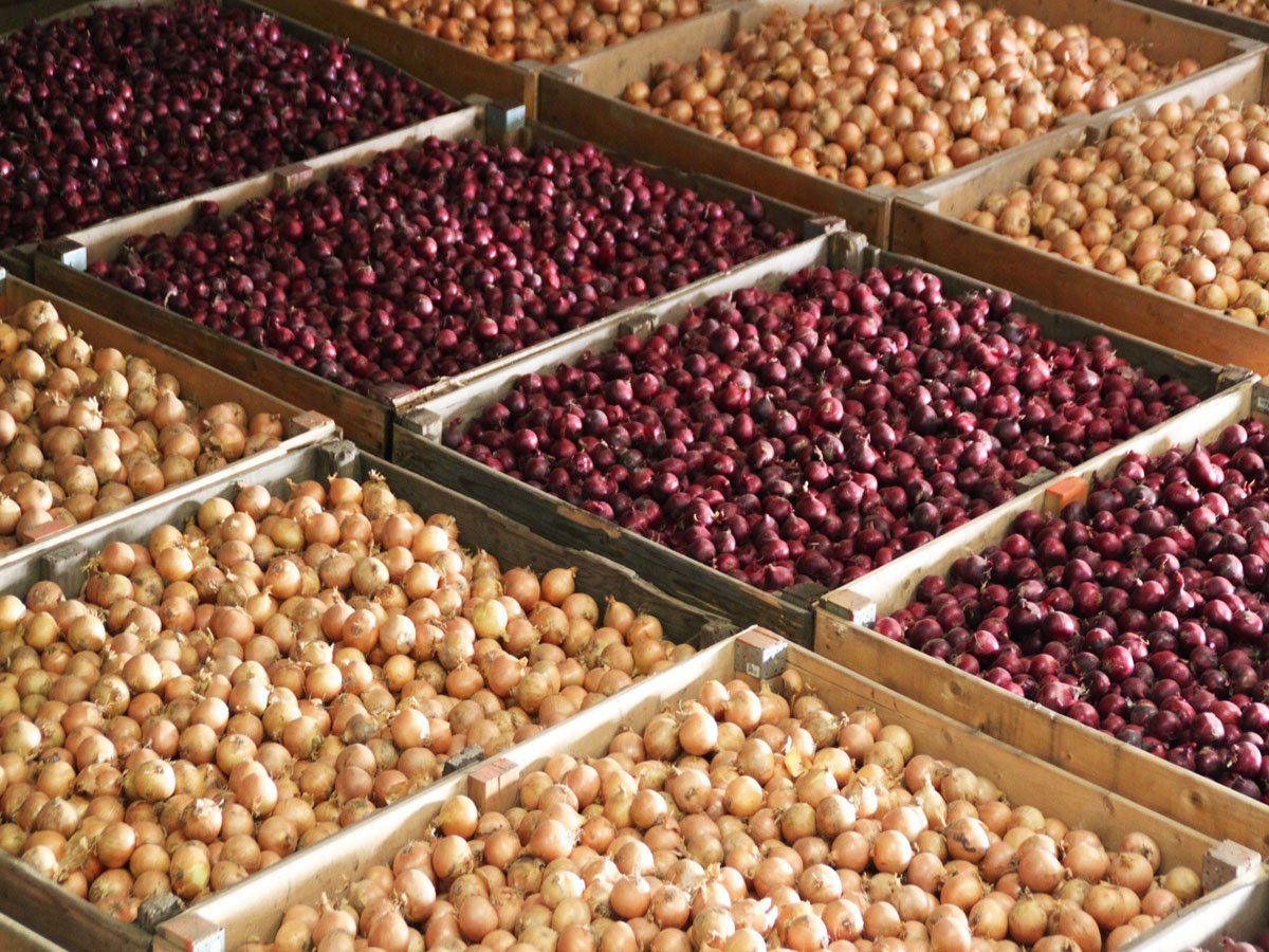 Onion Bulk