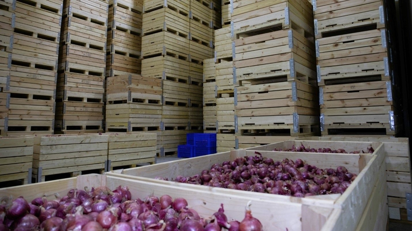 Onion Bulk View