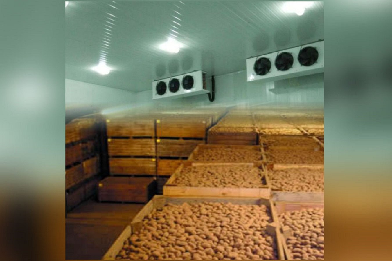 Potato Bulk Storage